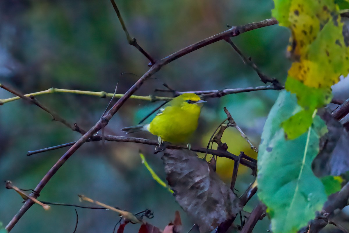 Blue-winged Warbler - ML642404090