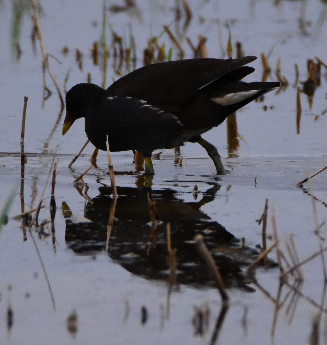 Eurasian Moorhen - ML642404094
