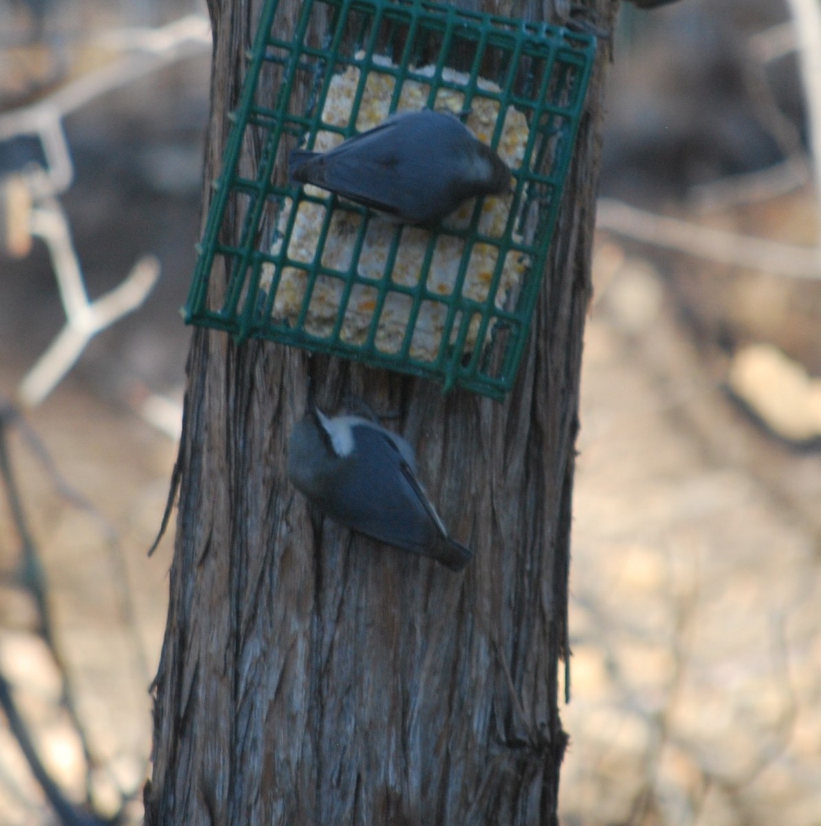 Pygmy Nuthatch - ML642404098