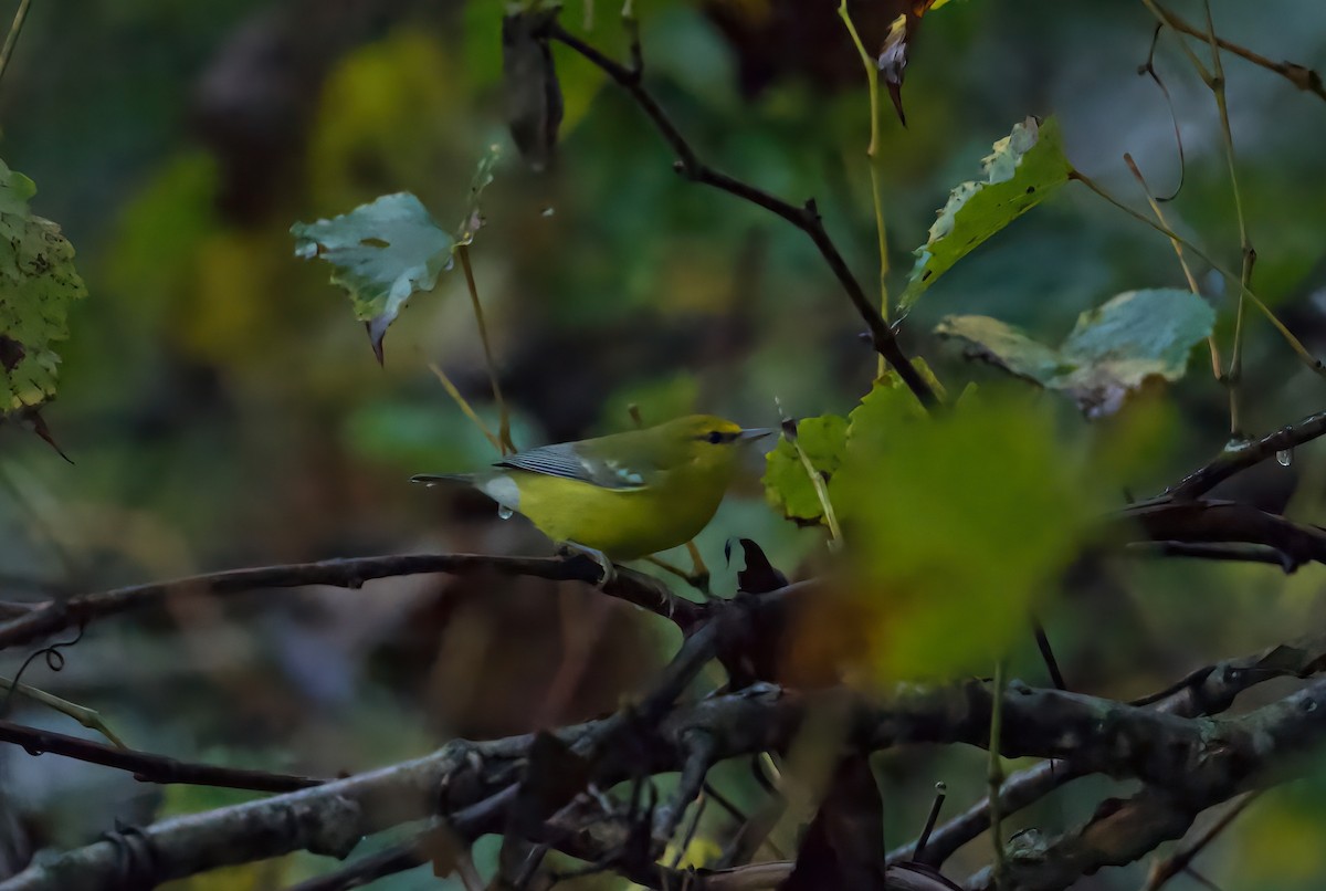 Blue-winged Warbler - ML642404132
