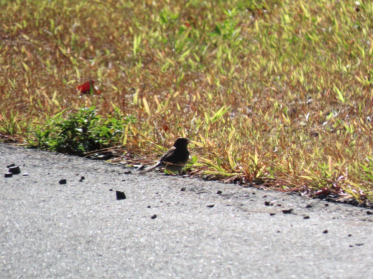Dark-eyed Junco - ML642404137