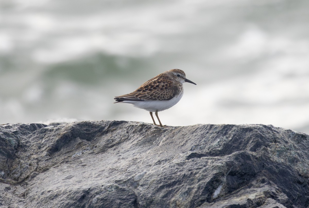 Least Sandpiper - ML642404145