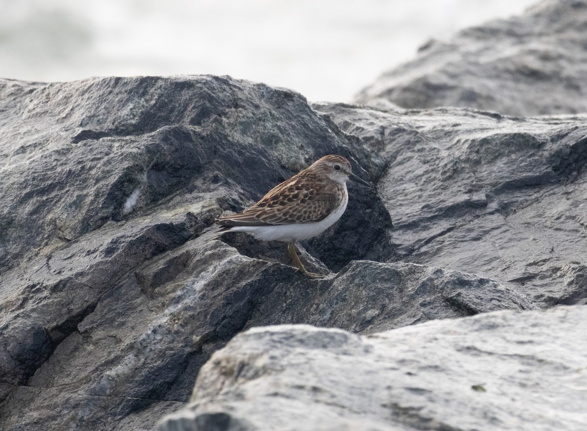 Least Sandpiper - ML642404146