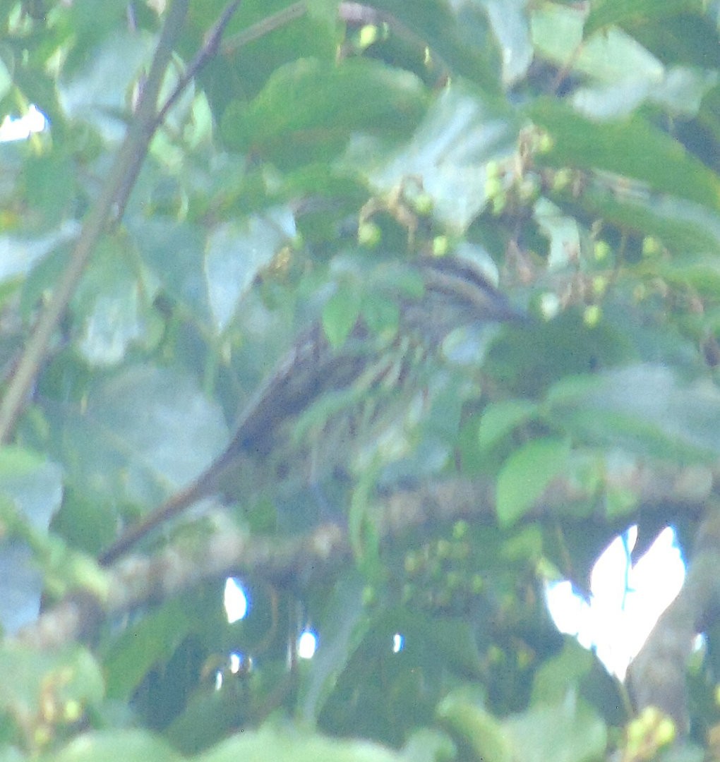Streaked Flycatcher - ML642404180