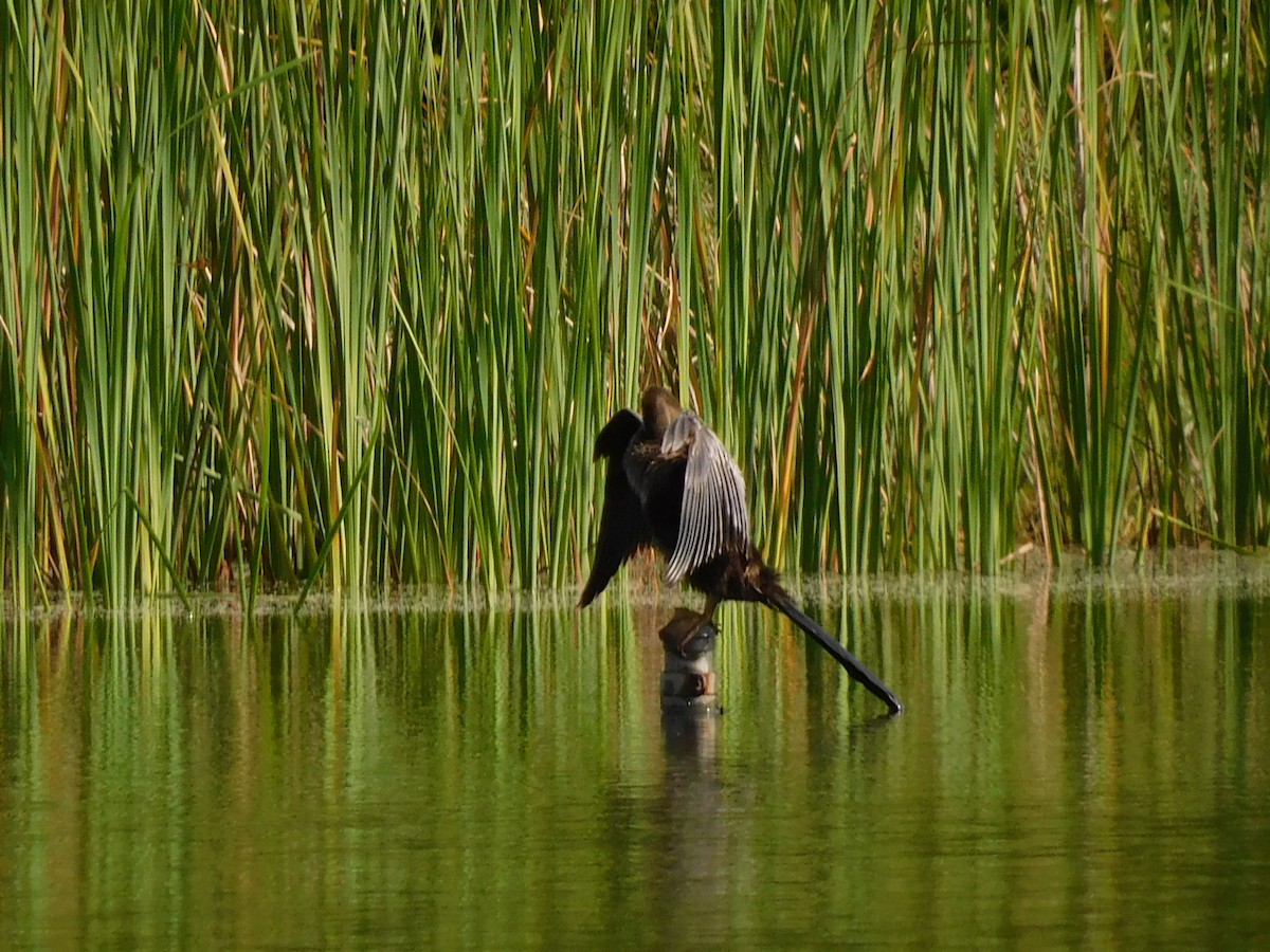 Anhinga - ML642404216