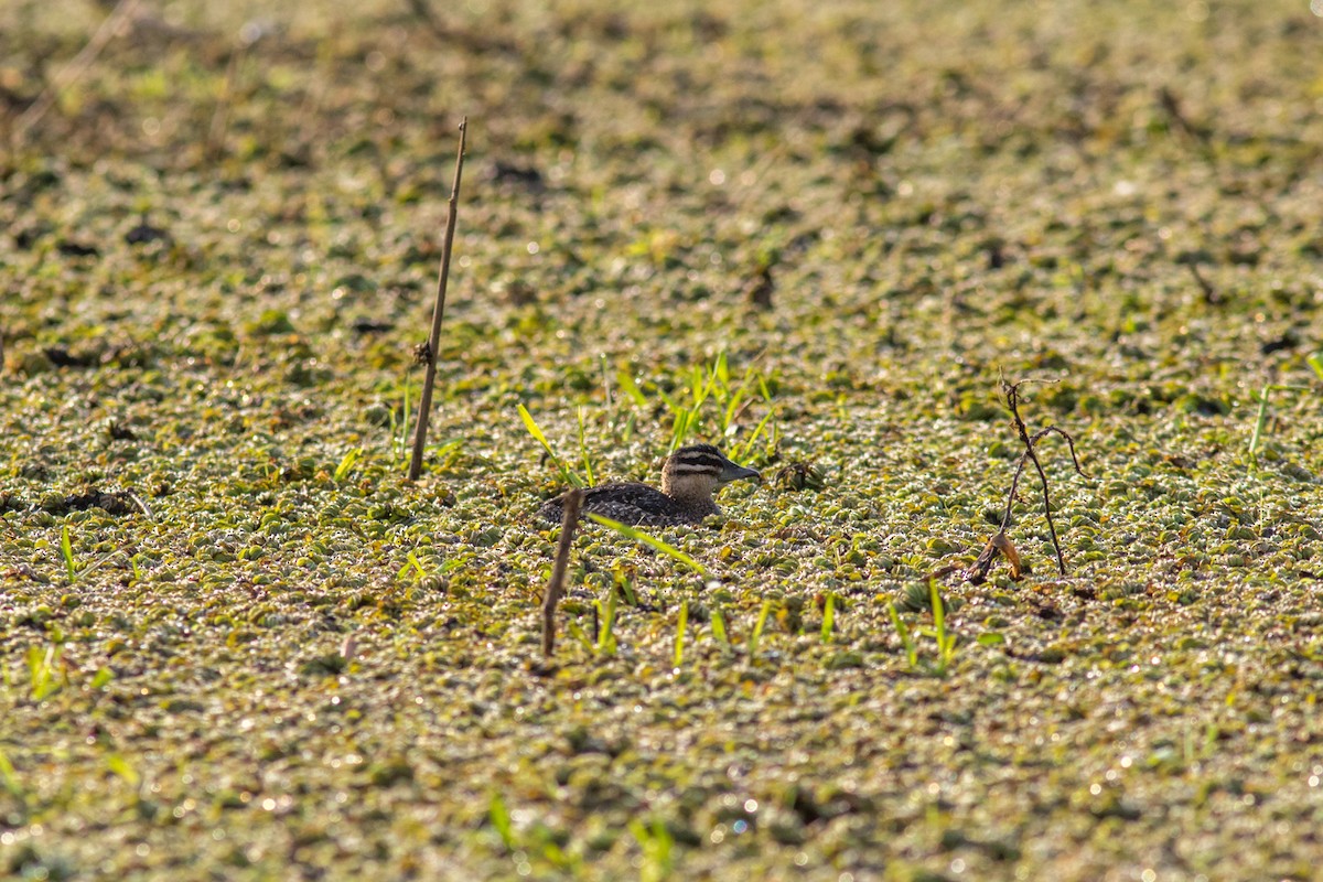 Masked Duck - ML642404225