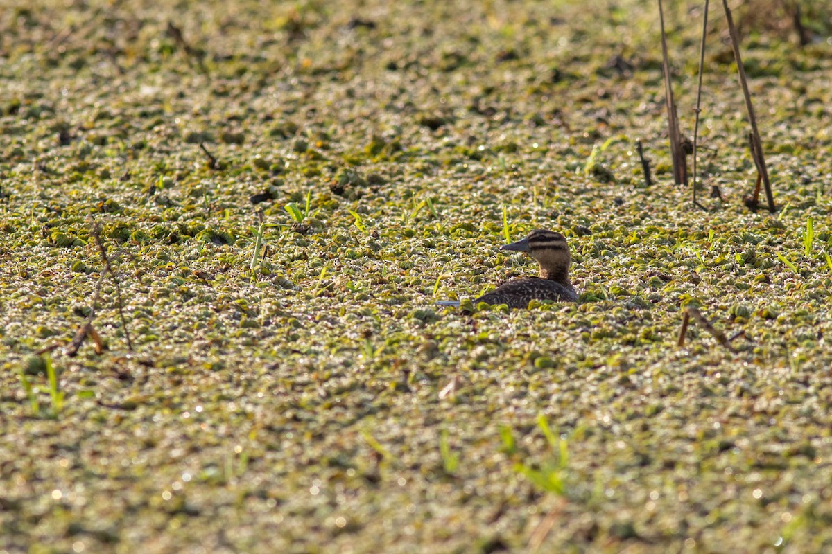 Masked Duck - ML642404226
