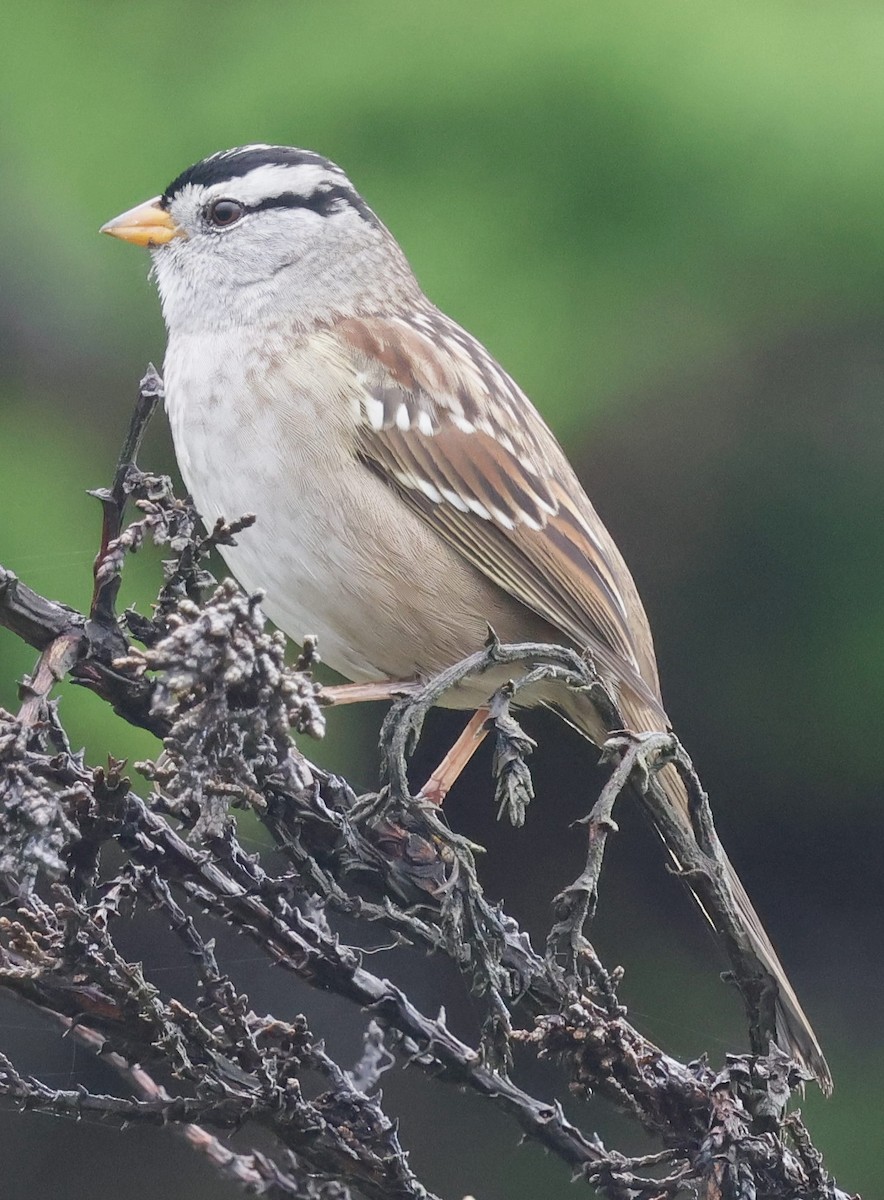 White-crowned Sparrow (nuttalli) - ML642404227