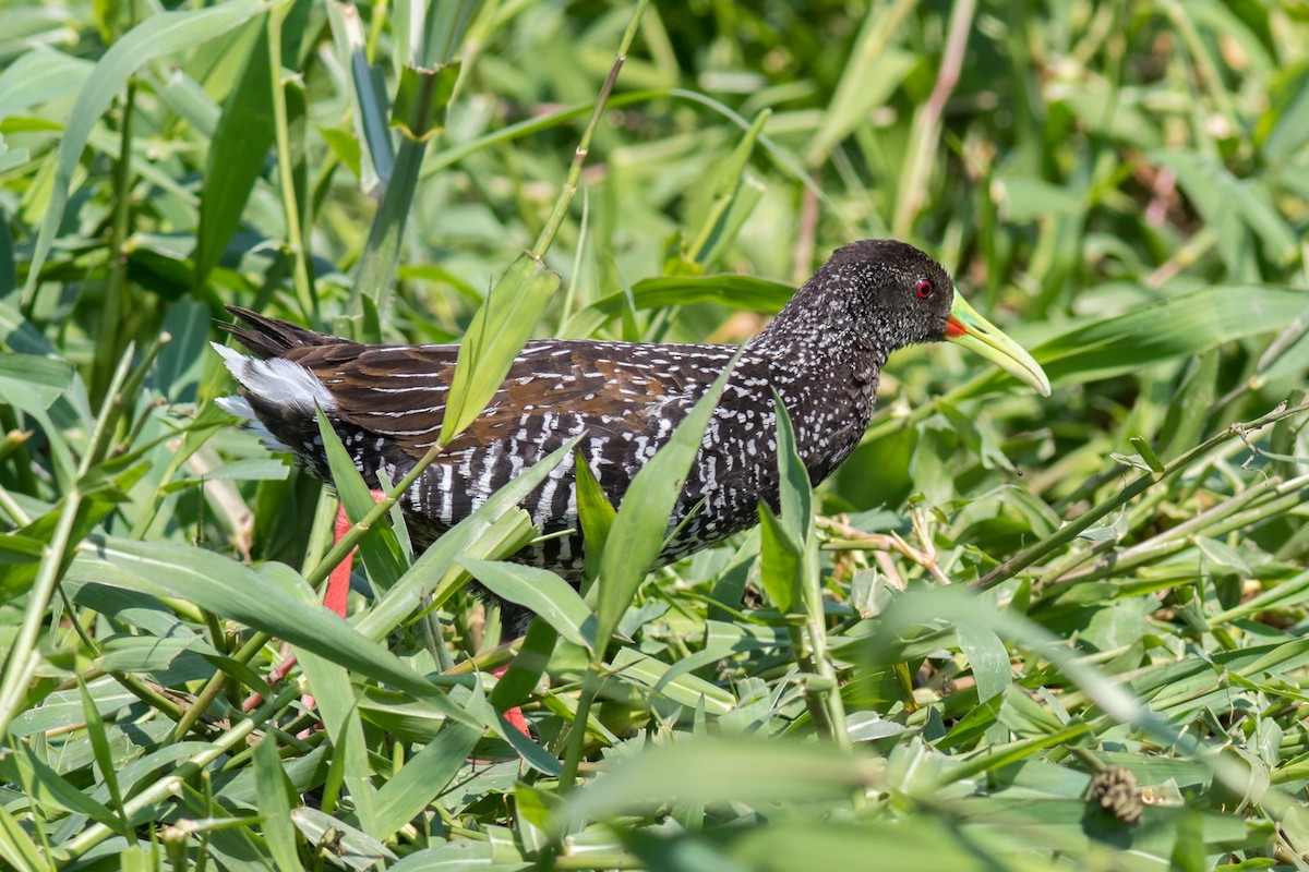 Spotted Rail - ML642404229
