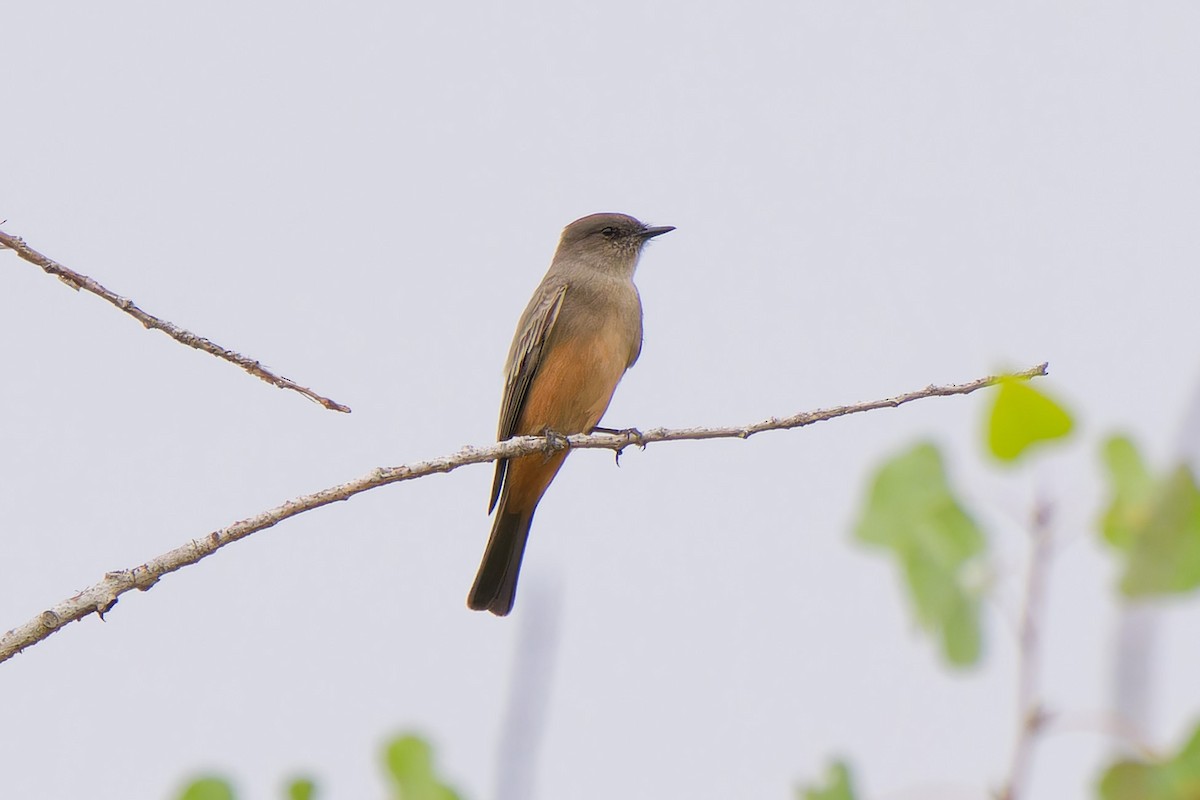 Say's Phoebe - ML642404242