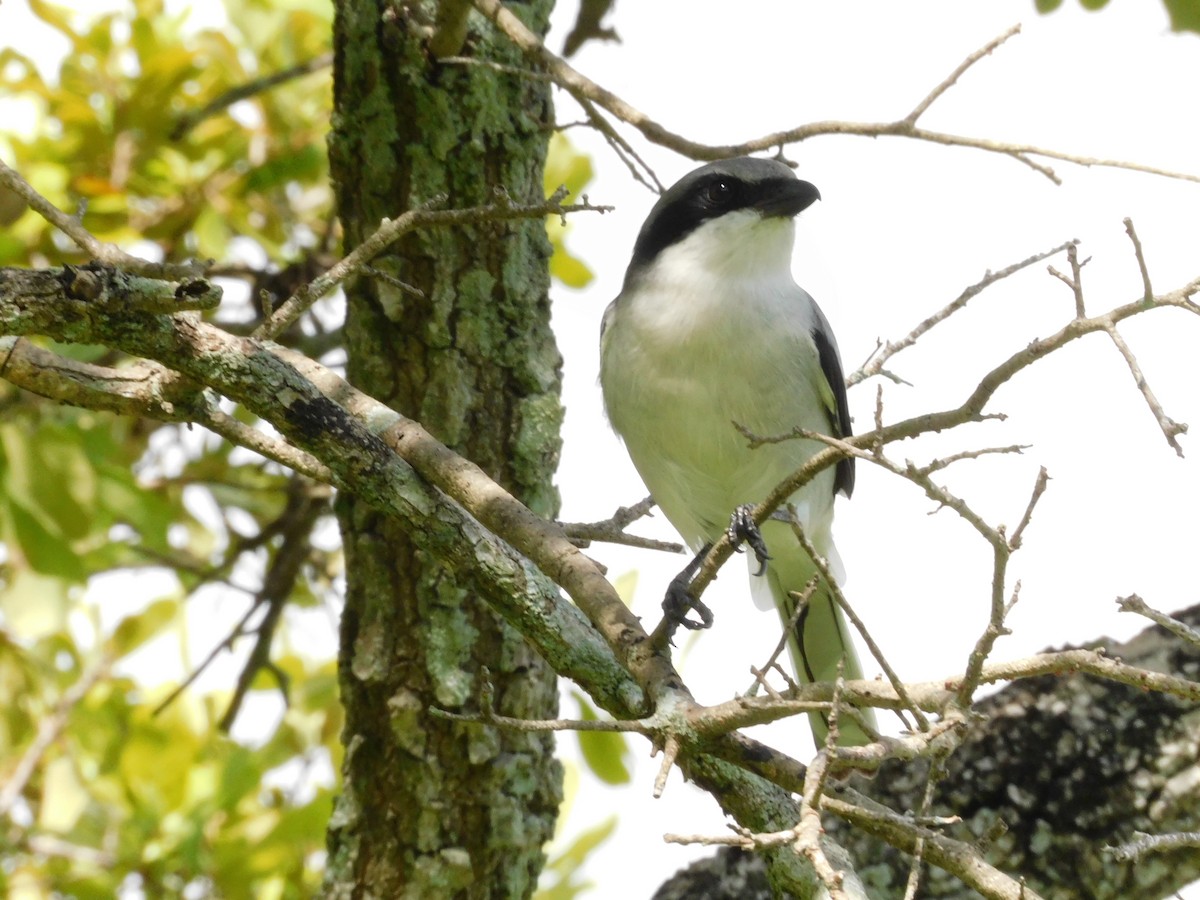 Loggerhead Shrike - ML642404244