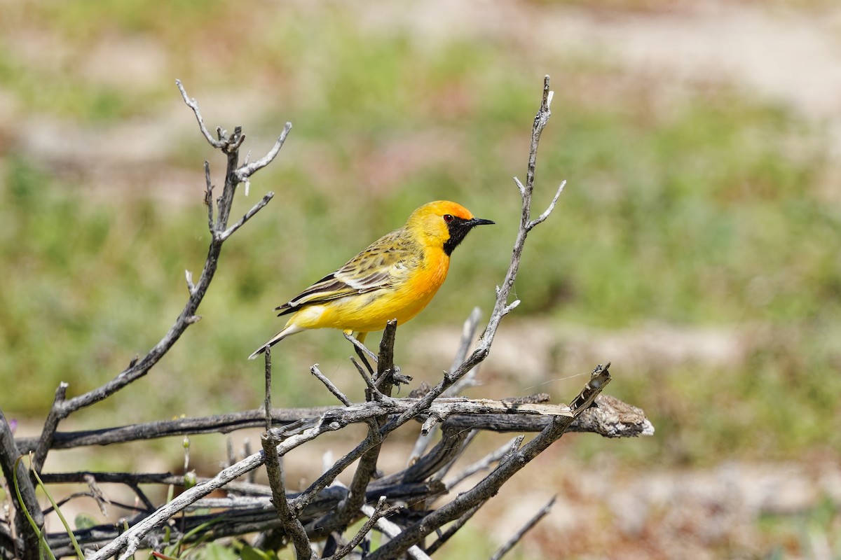 オレンジオーストラリアヒタキ - ML642404259