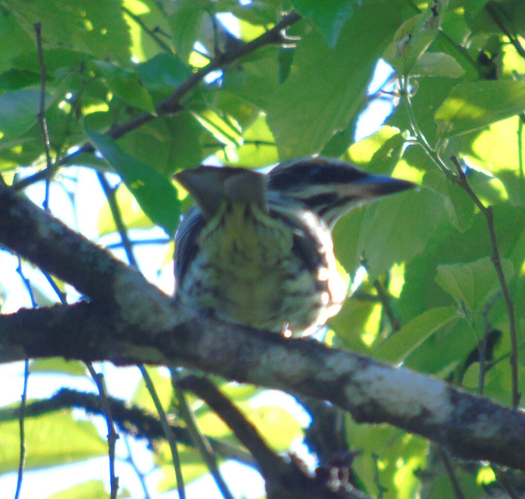 Streaked Flycatcher - ML642404262