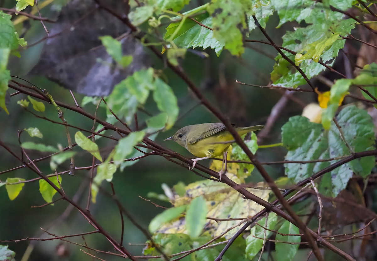 Mourning Warbler - ML642404267