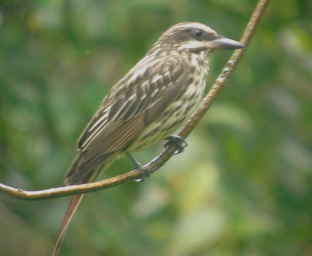 Streaked Flycatcher - ML642404279