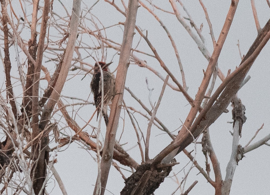 Red-naped Sapsucker - ML642404306
