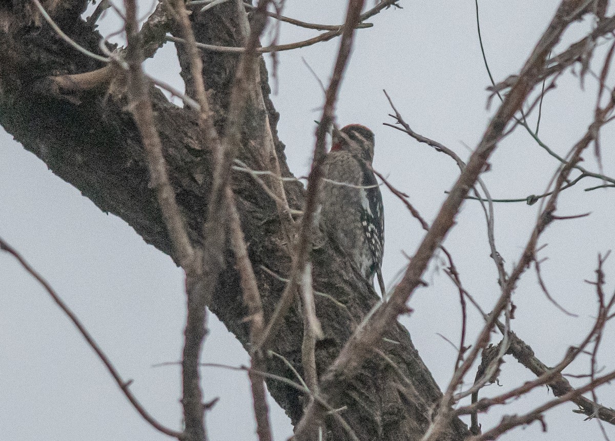 Red-naped Sapsucker - ML642404307