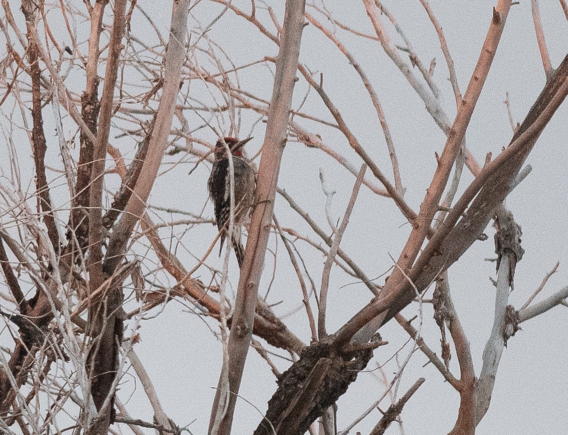 Red-naped Sapsucker - ML642404308