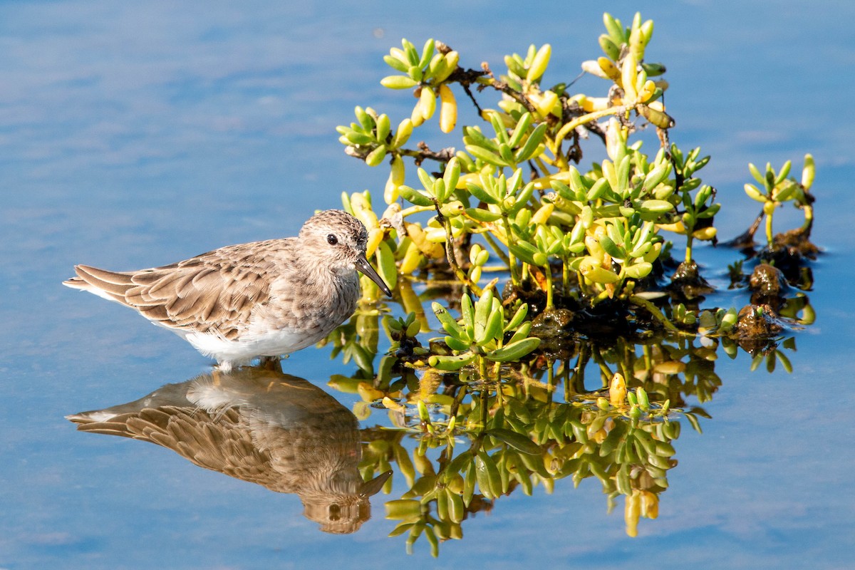 Least Sandpiper - ML642404321