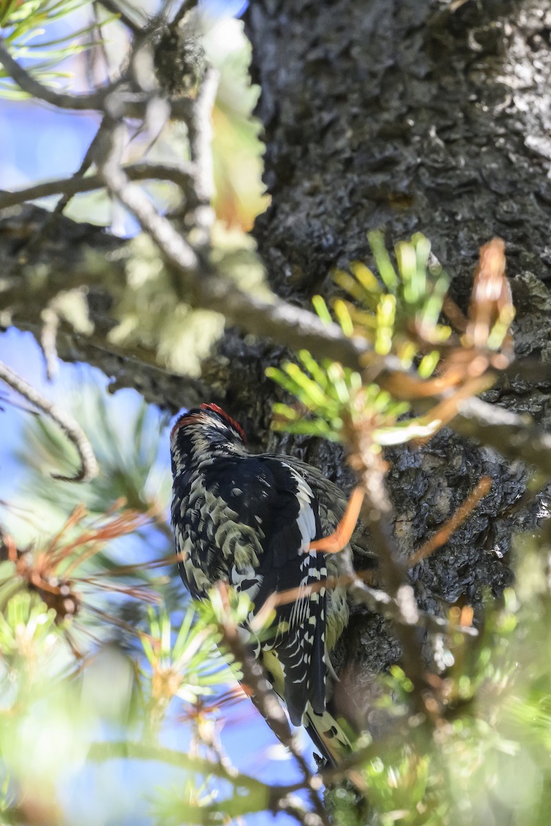 Red-naped Sapsucker - ML642404331