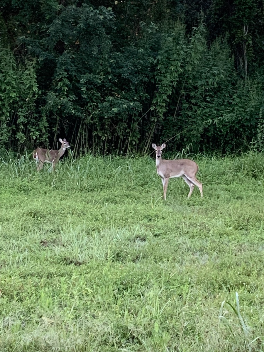 White-tailed Deer - ML642404347
