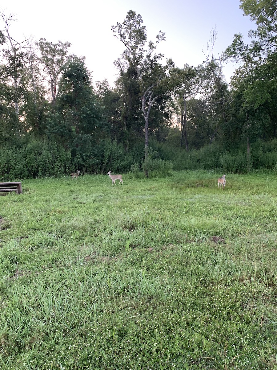 White-tailed Deer - ML642404348