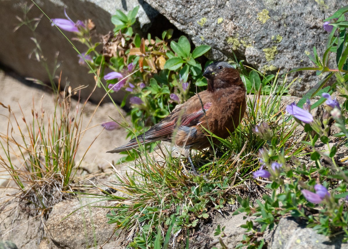 Gray-crowned Rosy-Finch (Gray-crowned) - ML642404366