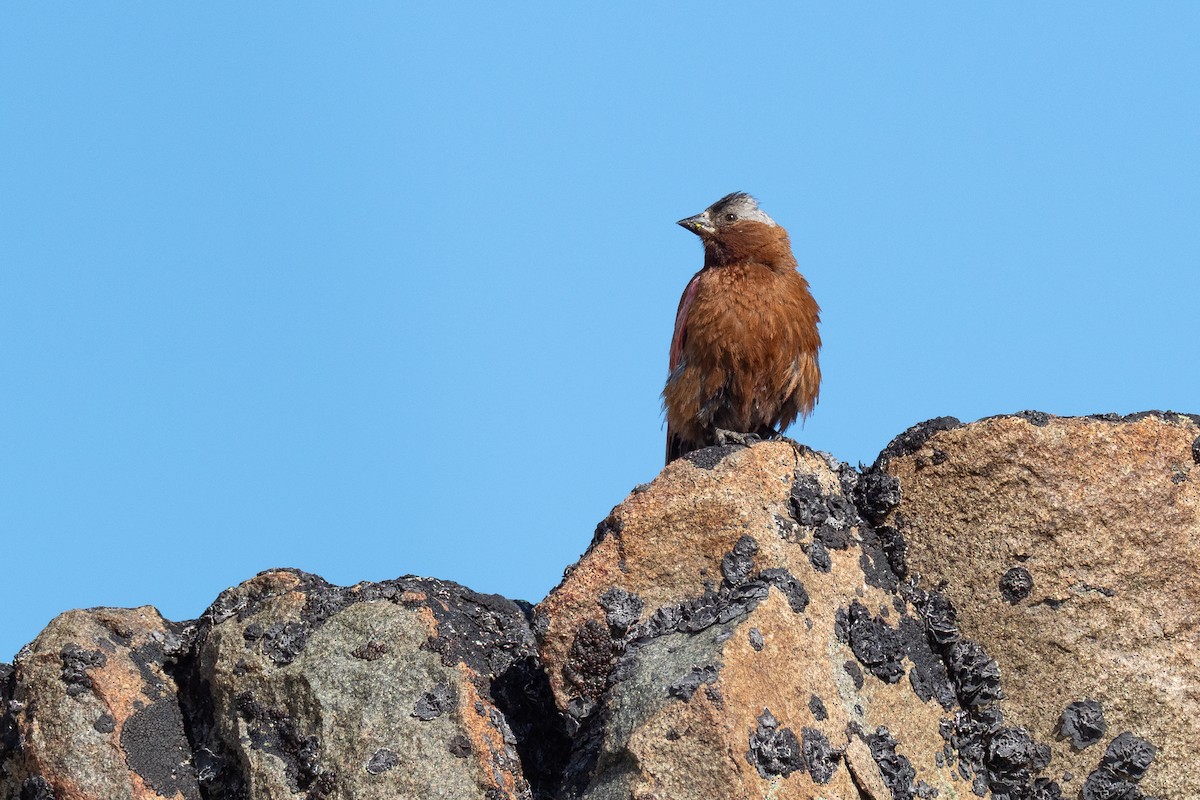 Gray-crowned Rosy-Finch (Gray-crowned) - ML642404367