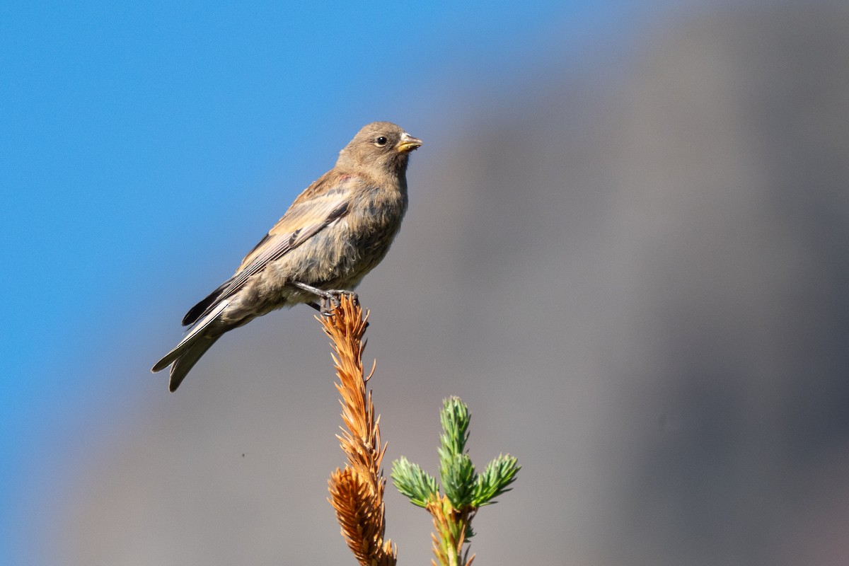 Gray-crowned Rosy-Finch (Gray-crowned) - ML642404368