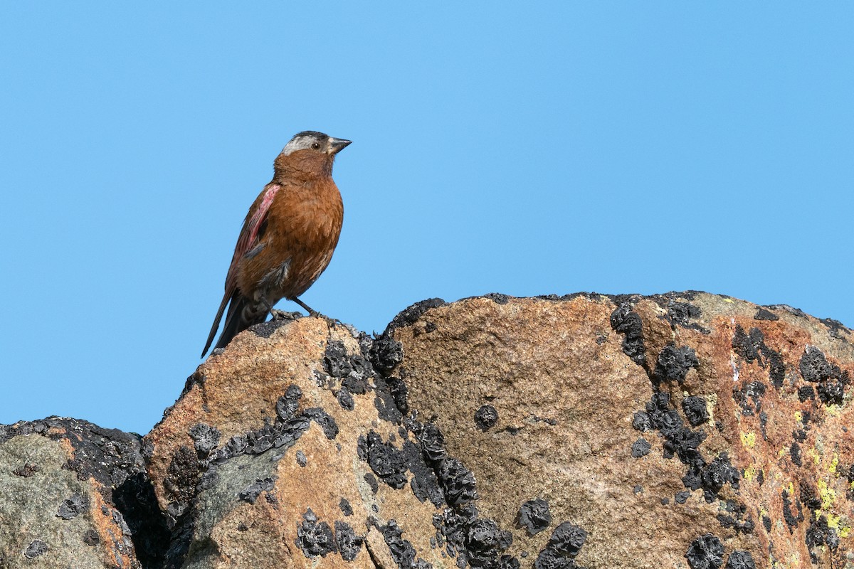 Gray-crowned Rosy-Finch (Gray-crowned) - ML642404369