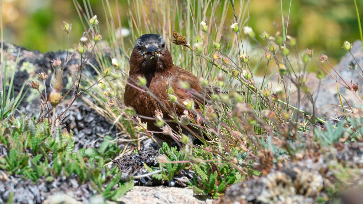 Gray-crowned Rosy-Finch (Gray-crowned) - ML642404370
