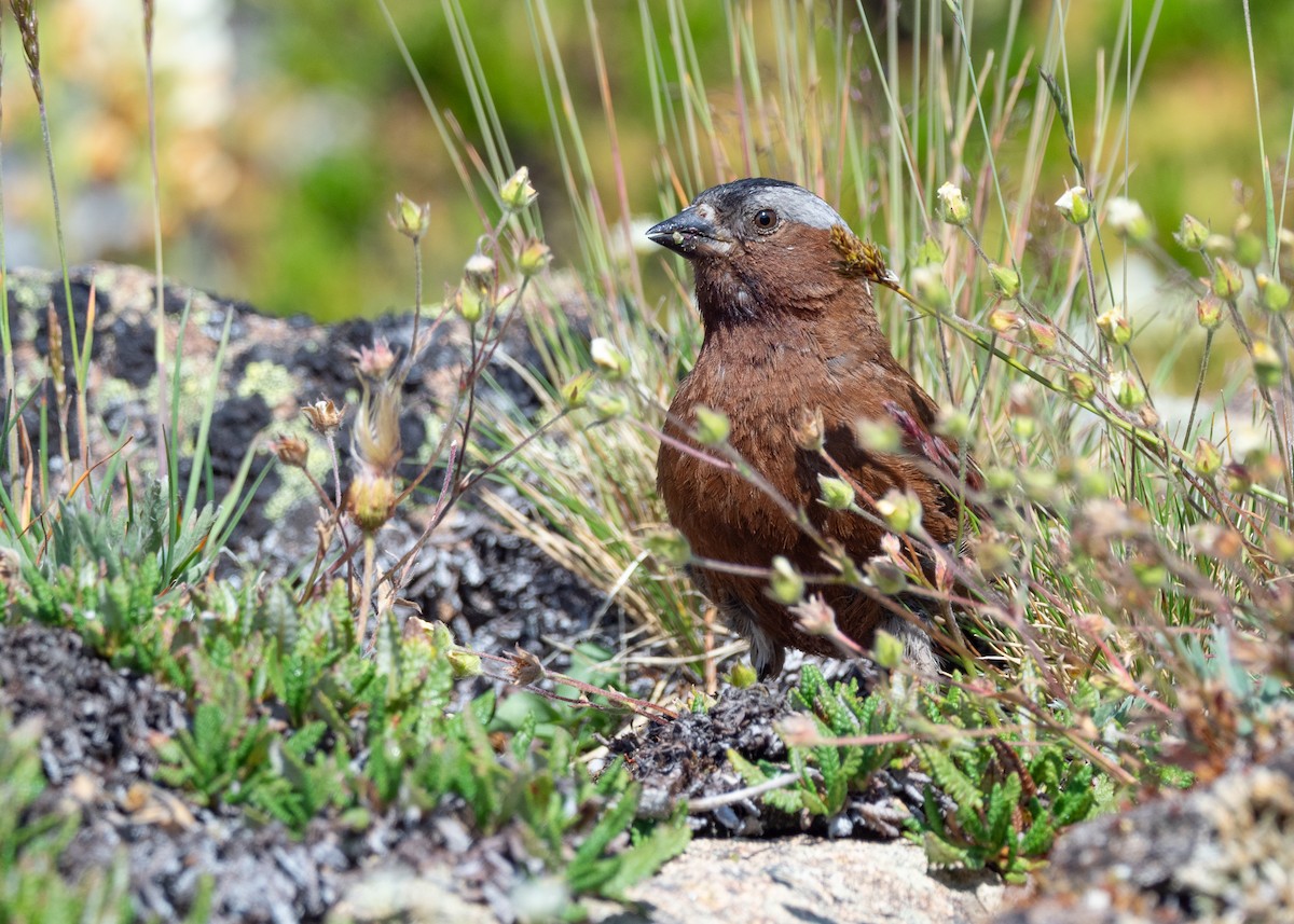Gray-crowned Rosy-Finch (Gray-crowned) - ML642404371