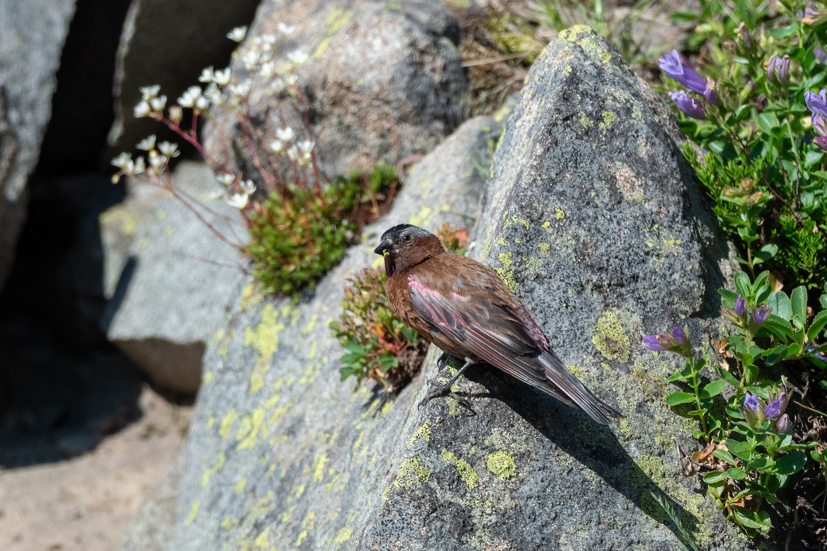 Gray-crowned Rosy-Finch (Gray-crowned) - ML642404372