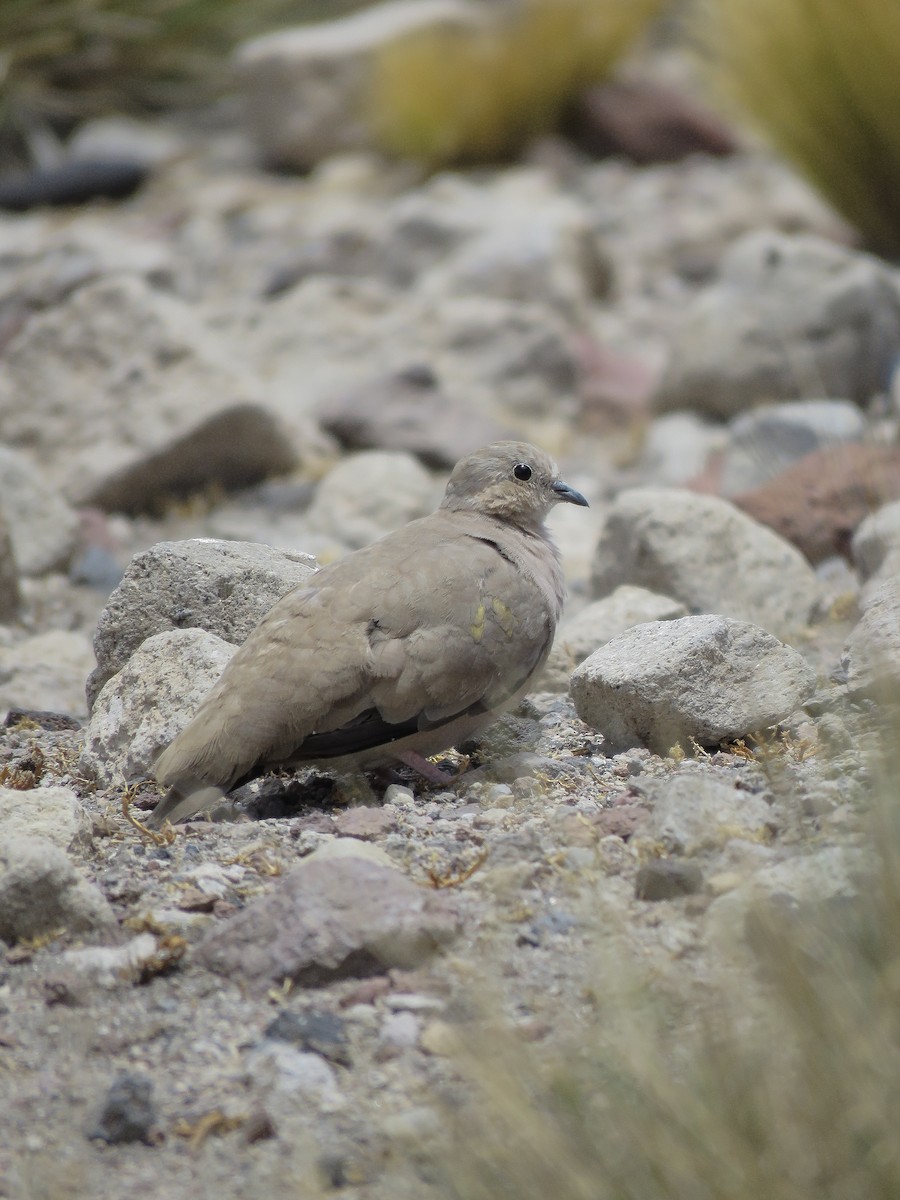 Golden-spotted Ground Dove - ML642404373