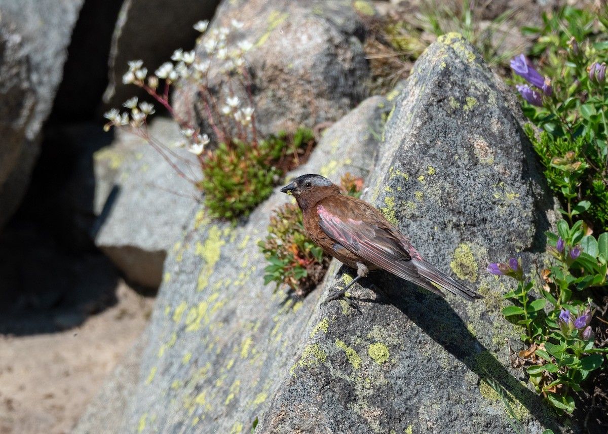 Gray-crowned Rosy-Finch (Gray-crowned) - ML642404374