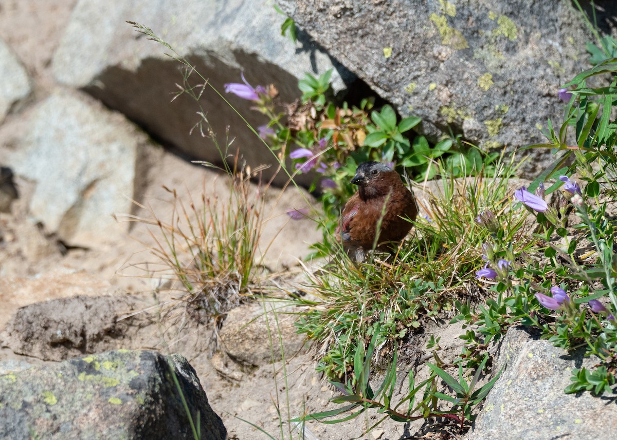 Gray-crowned Rosy-Finch (Gray-crowned) - ML642404375