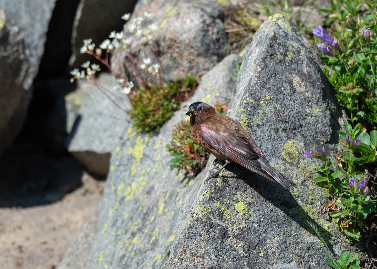 Gray-crowned Rosy-Finch (Gray-crowned) - ML642404376
