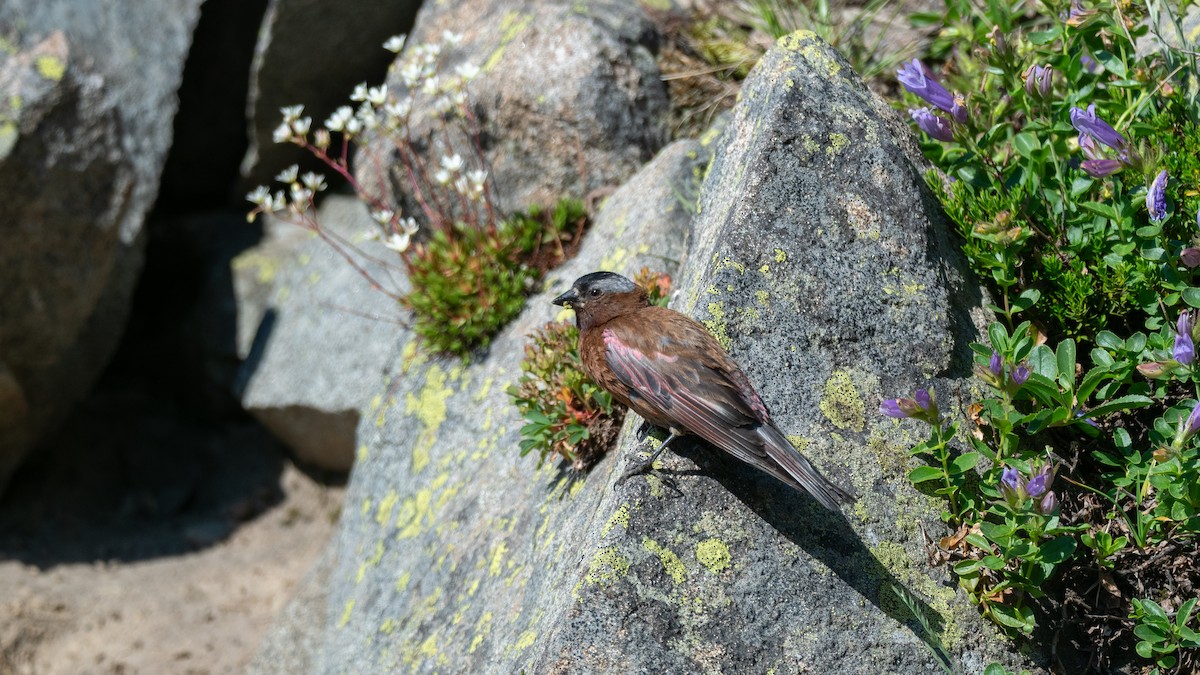 Gray-crowned Rosy-Finch (Gray-crowned) - ML642404377