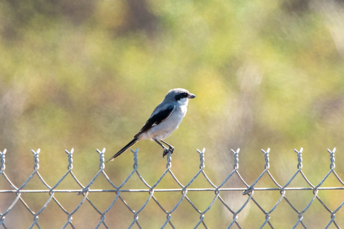 Loggerhead Shrike - ML642404386