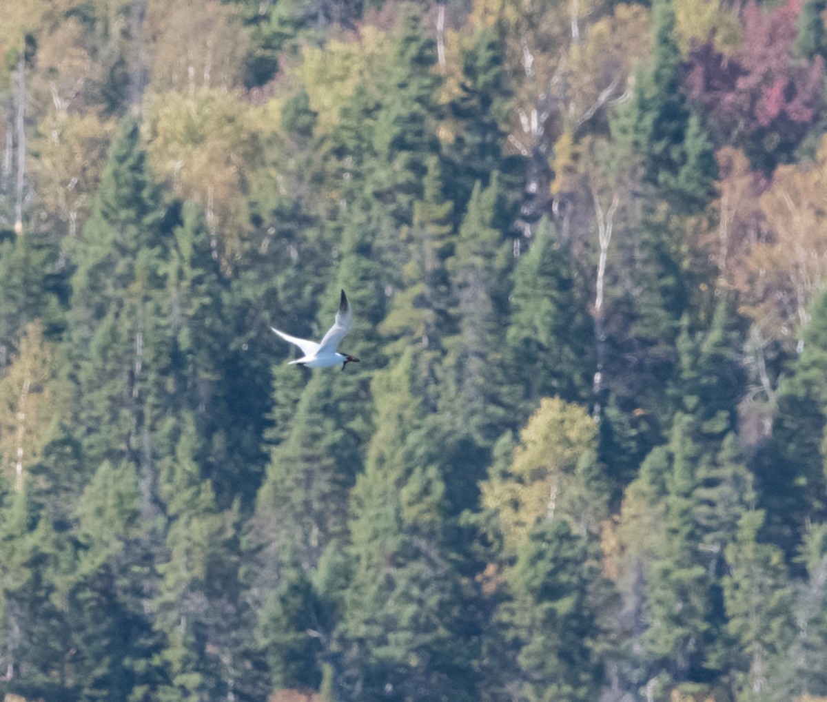 Caspian Tern - ML642404410