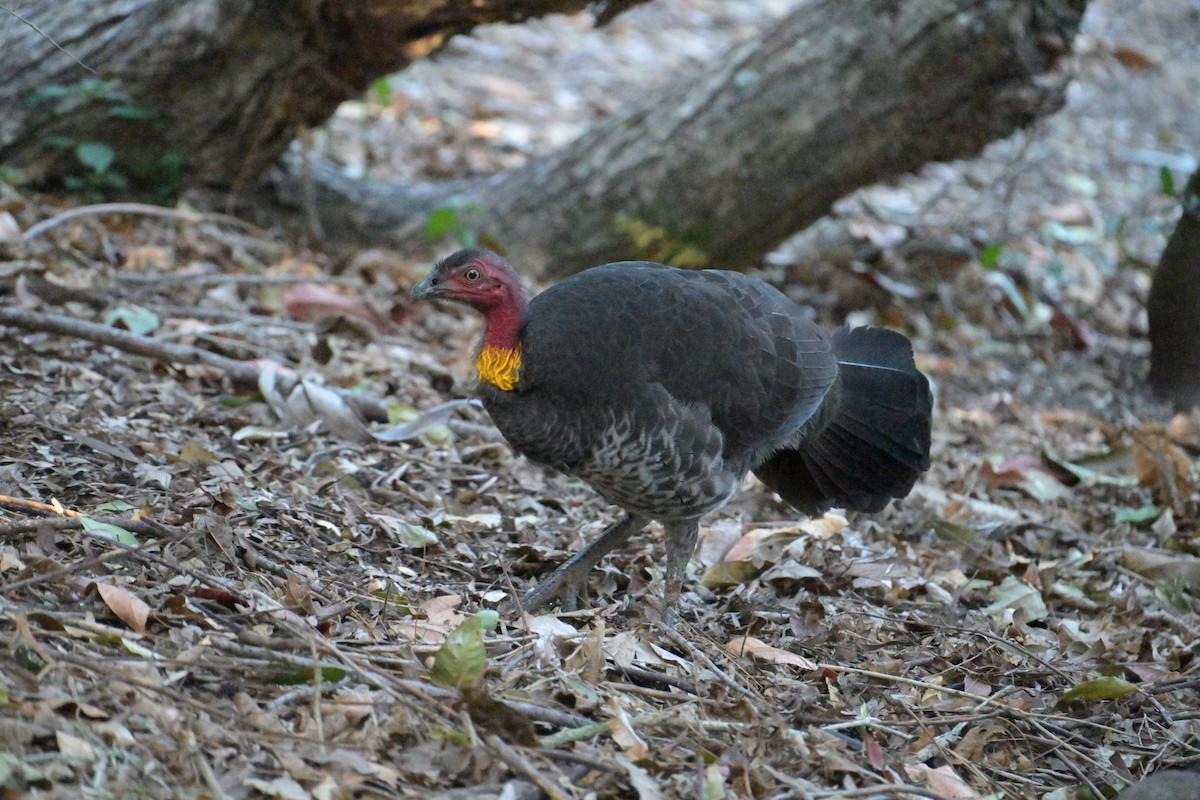 Australian Brushturkey - ML642404432