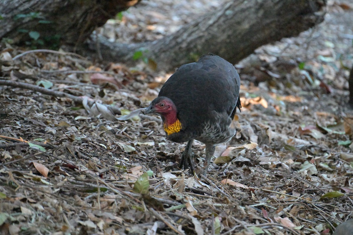 Australian Brushturkey - ML642404434