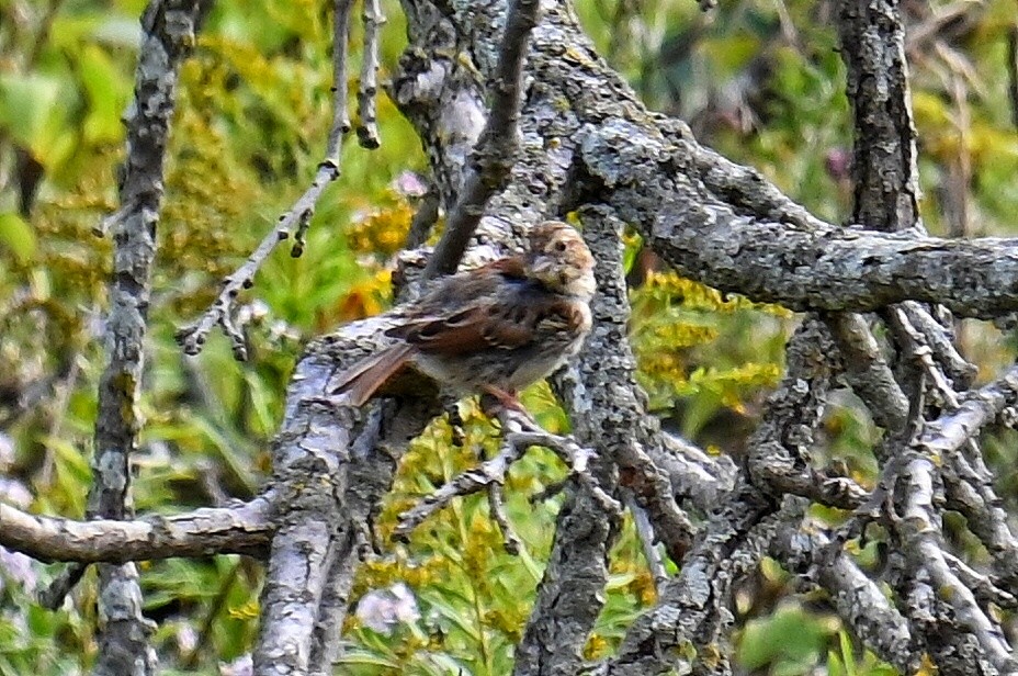 Song Sparrow - ML642404437