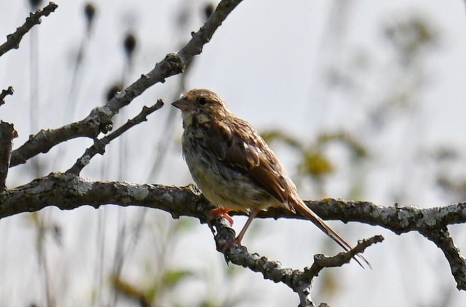 Song Sparrow - ML642404438