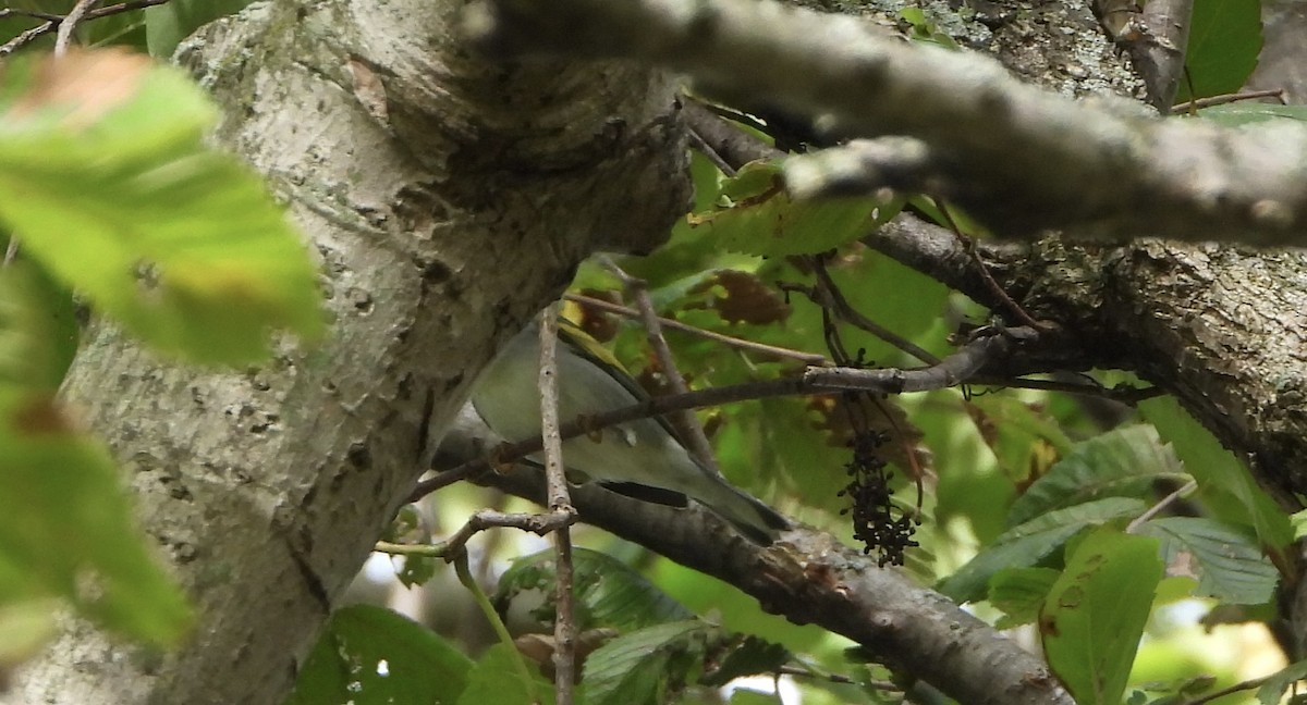 Golden-winged Warbler - ML642404440