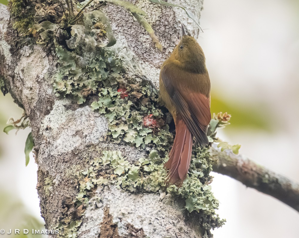 Olivaceous Woodcreeper - ML642404441