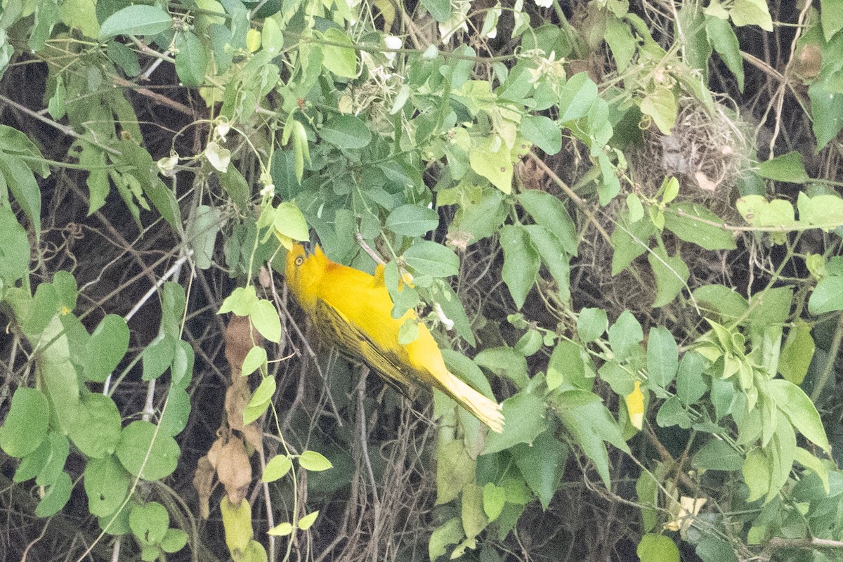 Holub's Golden-Weaver - ML642404442