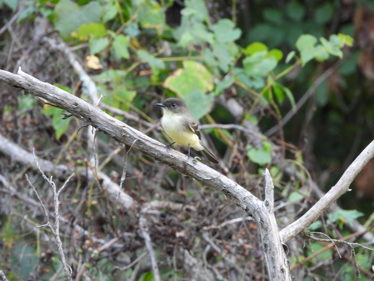 Eastern Phoebe - ML642404445