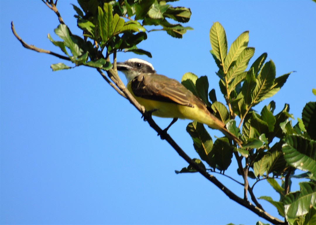 Boat-billed Flycatcher - ML642404448