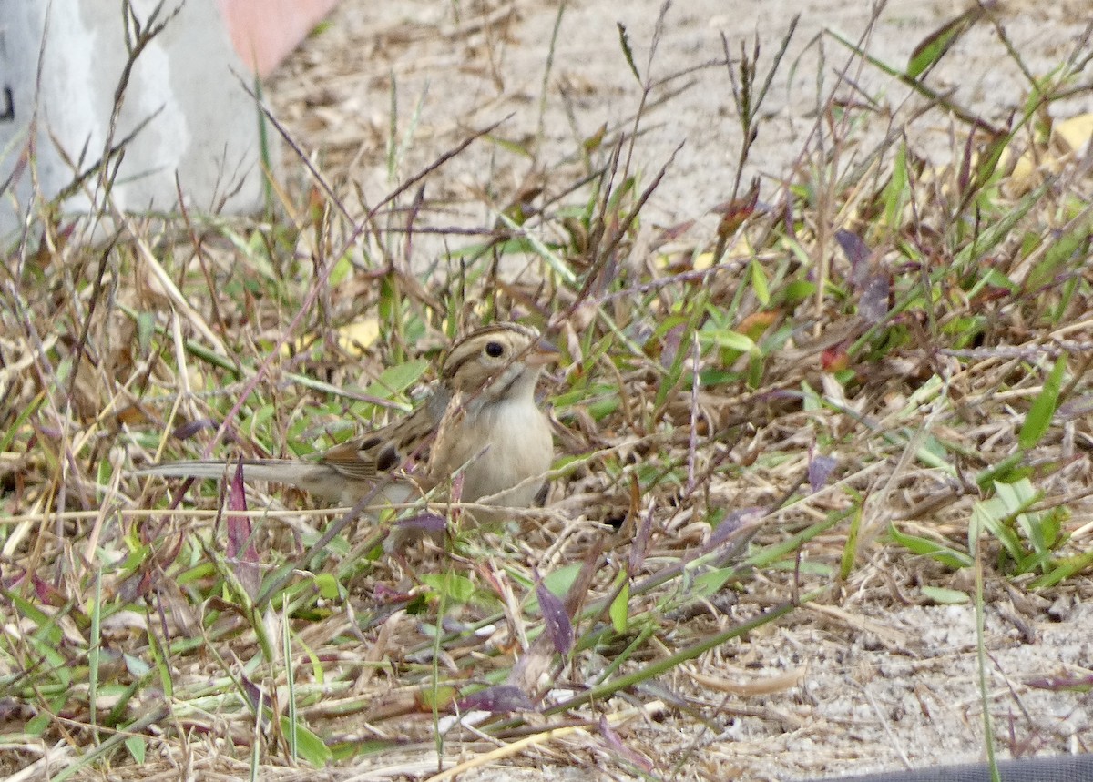 Clay-colored Sparrow - ML642404449